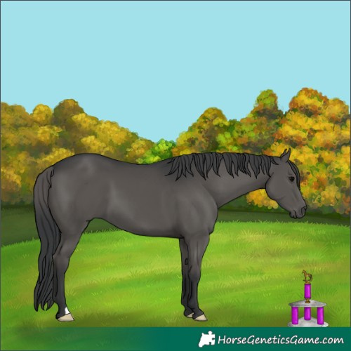 Horse Color:Black 