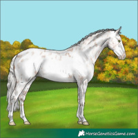 Horse Color:Silver Brown Roan Pearl Frame Appaloosa