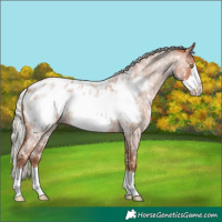 Horse Color:Silver Brown Roan Pearl Frame Appaloosa 