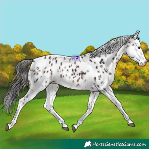 Horse Color:Bay Sabino Splash Appaloosa  and Brown Sabino Splash Appaloosa 