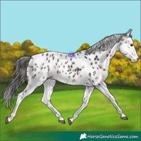 Horse Color:Bay Sabino Splash Appaloosa  and Brown Sabino Splash Appaloosa 