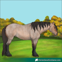 Horse Color:Unknown 