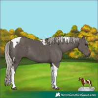Horse Color:Silver Black Tobiano 