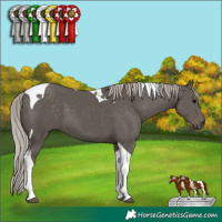 Horse Color:Silver Black Tobiano