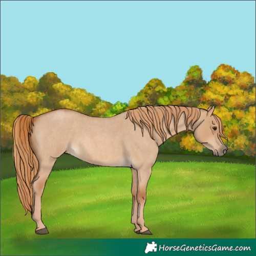 Horse Color:Red Dun Roan 