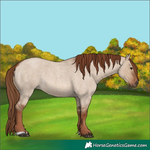 Horse Color:Red Dun Roan 