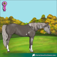 Horse Color:Silver Black Tobiano