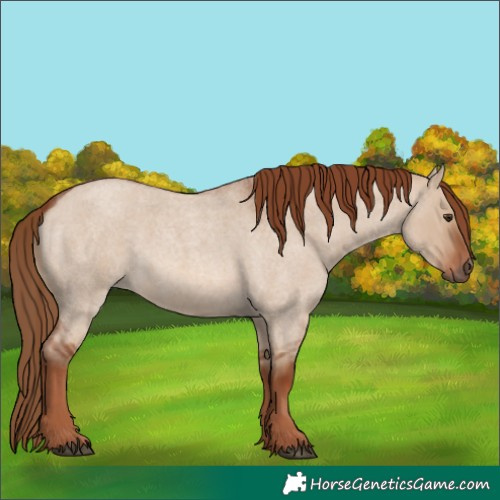 Horse Color:Red Dun Roan 