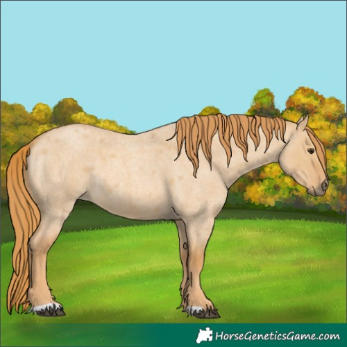 Horse Color:Red Dun Roan 