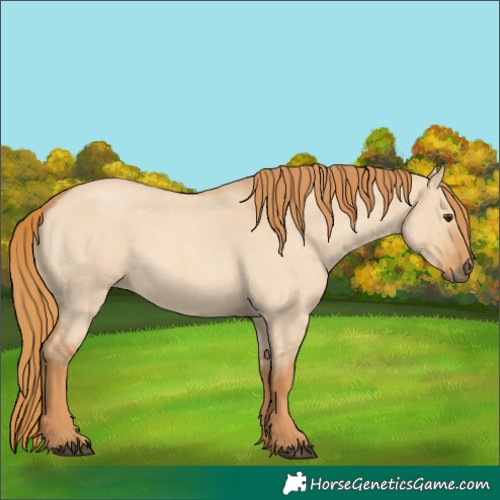 Horse Color:Red Dun Roan 