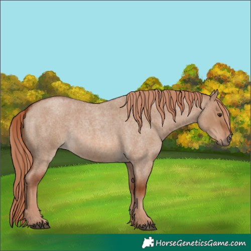 Horse Color:Red Dun Roan 