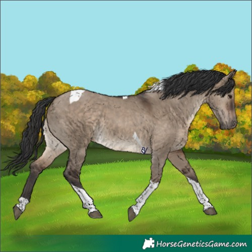 Horse Color:Brown Dun Tobiano 