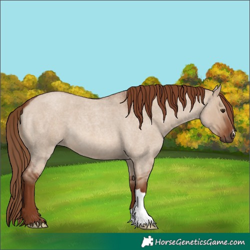 Horse Color:Red Dun Roan 