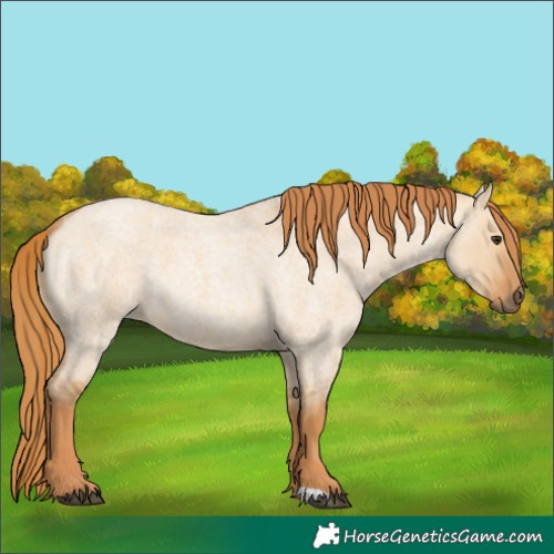 Horse Color:Red Dun Roan 