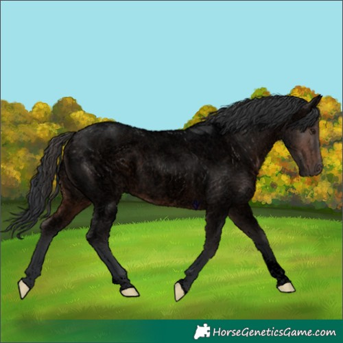 Horse Color:Void Brown Roan Tobiano Rabicano 