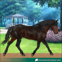 Horse Color:Void Brown Roan Tobiano Rabicano