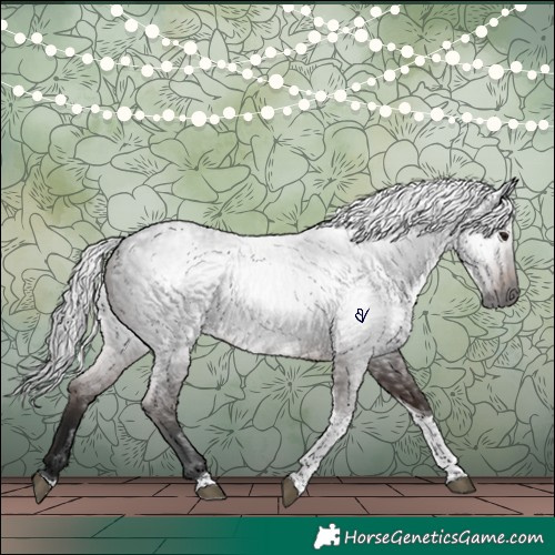 Horse Color:Gray Brown Roan Tobiano Rabicano