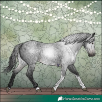 Horse Color:Gray Brown Roan Tobiano Rabicano 