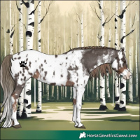 Horse Color:Liver Chestnut Sabino Splash Appaloosa and Liver Chestnut Sabino Splash Appaloosa
