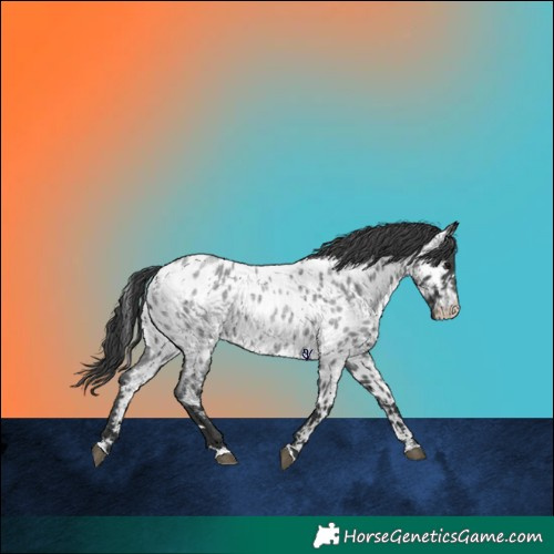 Horse Color:Blue Roan Near Leopard 