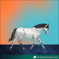 Horse Color:Blue Roan Appaloosa 