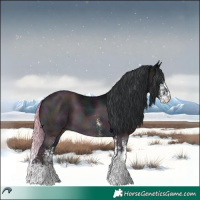 Horse Color:White Spotted Midnight Brown Chinchilla 