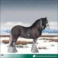 Horse Color:White Spotted Midnight Brown Chinchilla 
