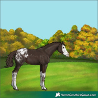 Horse Color:Liver Chestnut Sabino Splash Blanket and Liver Chestnut Sabino Splash Blanket