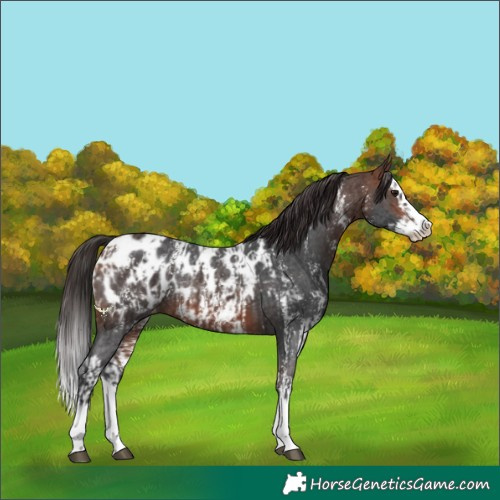 Horse Color:Bay Sabino Splash Appaloosa and Bay Sabino Splash Appaloosa Rabicano