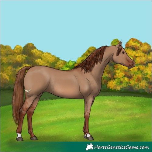 Horse Color:Red Dun Rabicano
