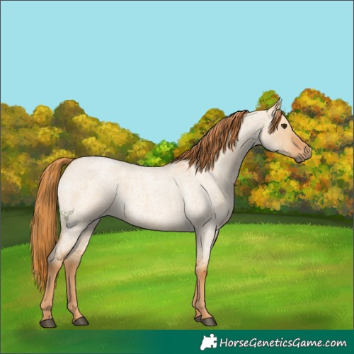 Horse Color:Red Dun Roan