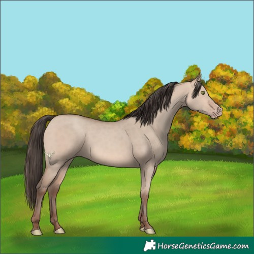 Horse Color:Amber Champagne Dun 