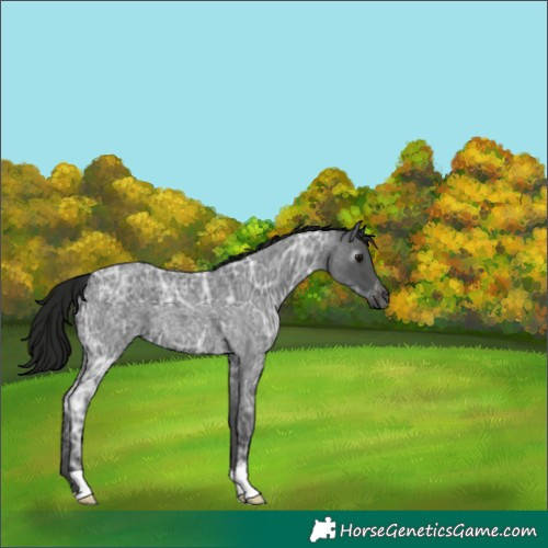 Horse Color:Gray Blue Ice Roan 