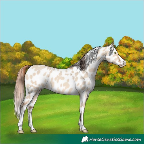 Horse Color:Amber Champagne Dun Appaloosa 