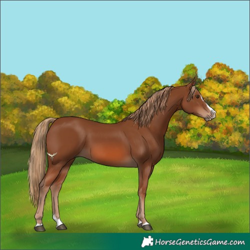 Horse Color:Chestnut Splash Frame 