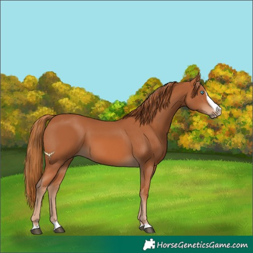 Horse Color:Chestnut Splash Frame 