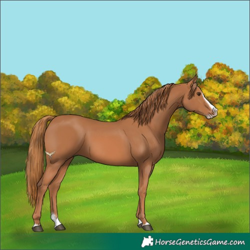 Horse Color:Chestnut Splash Frame