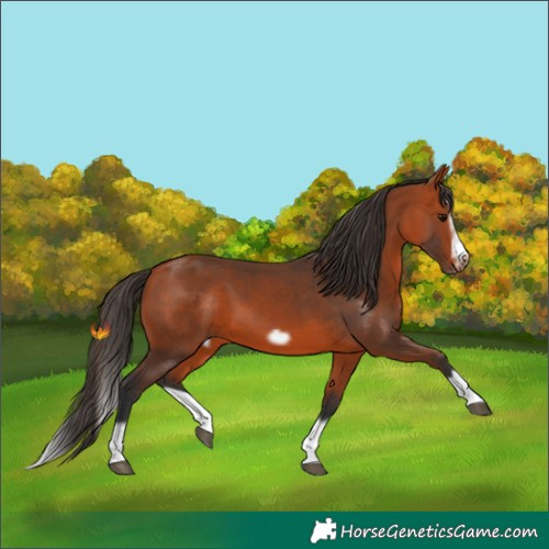 Horse Color:Bay Splash Frame 