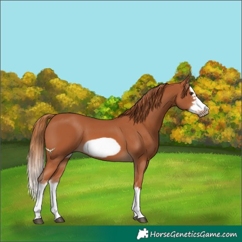 Horse Color:Chestnut Splash Frame