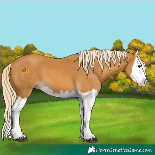 Horse Color:Palomino Splash 