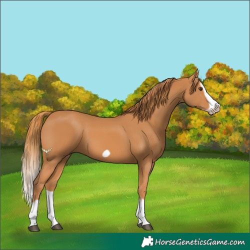 Horse Color:Chestnut Splash Frame 