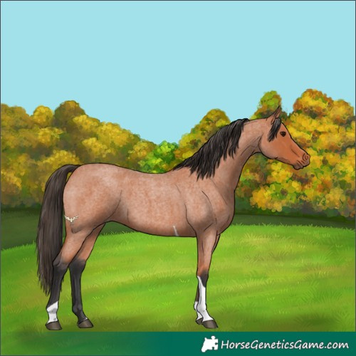 Horse Color:Bay Roan Tobiano 