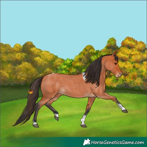 Horse Color:Bay Roan Tobiano 