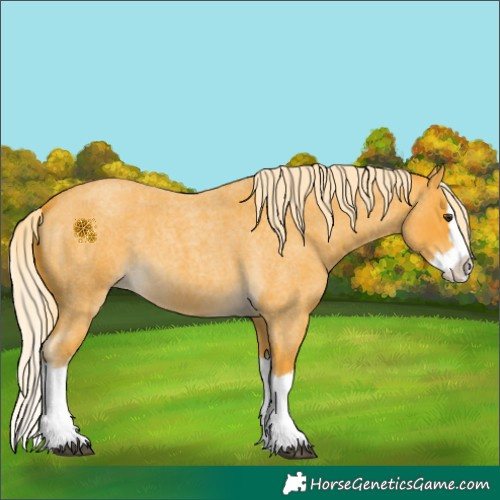 Horse Color:Palomino Roan Splash 