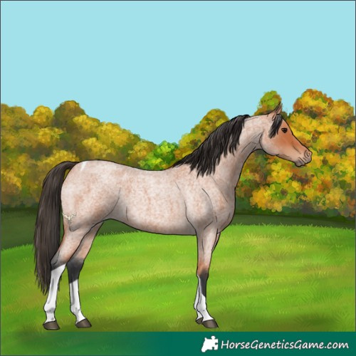 Horse Color:Bay Roan Tobiano 