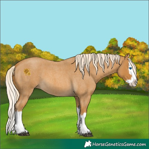 Horse Color:Palomino Roan Splash 