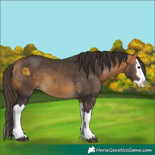 Horse Color:Buckskin Splash 