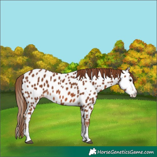 Horse Color:Chestnut Splash Near Leopard