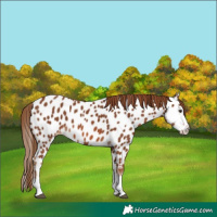 Horse Color:Chestnut Splash Near Leopard 