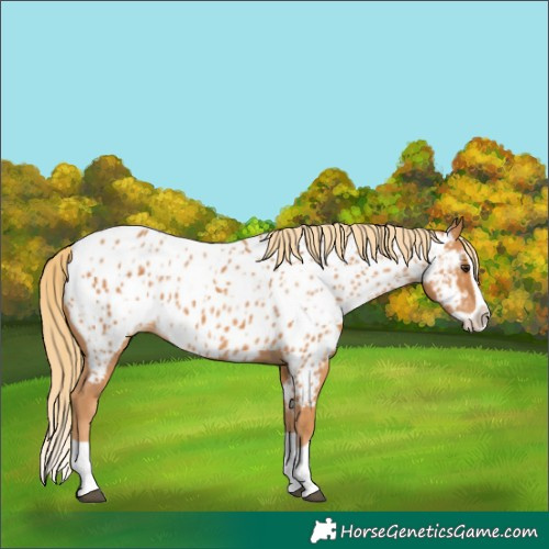 Horse Color:Chestnut Splash Appaloosa 